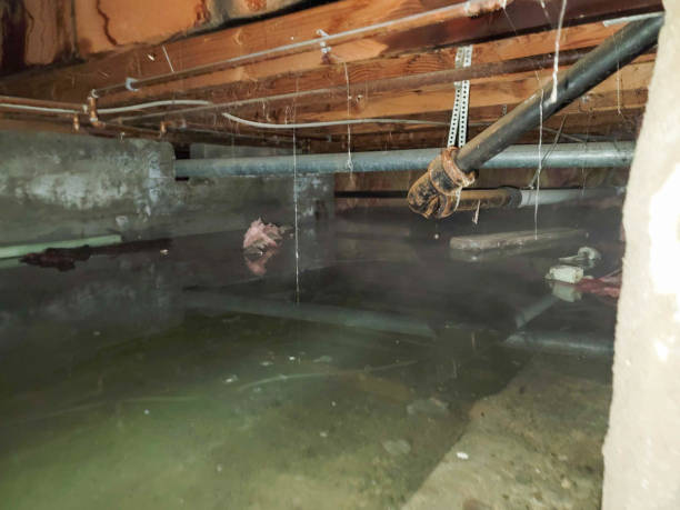 Best Carpet water damage restoration  in Dawson, GA